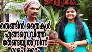 തെങ്ങിൻ തൈകൾ മുളപ്പിക്കാം/How to grow cocOnut tree from seed|jjtalks|JJTALKS