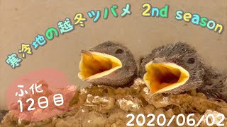 孵化後12日目🐥ツバメの雛と親鳥の様子（2nd season）