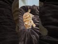 足元が重たいと思って見たら…👀 ふみふみ疲れた猫が寝てた😽💤