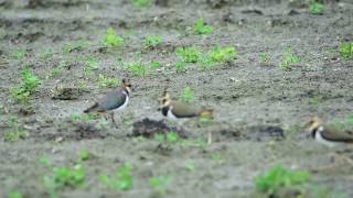 20161206小辮鴴（土豆鳥）影片