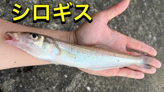 落ギス狙いで良型キスが釣れました