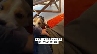 マッサージのお手伝い？をするビーグル犬（3ヶ月）#shorts #beagle #puppy #ビーグル #子犬