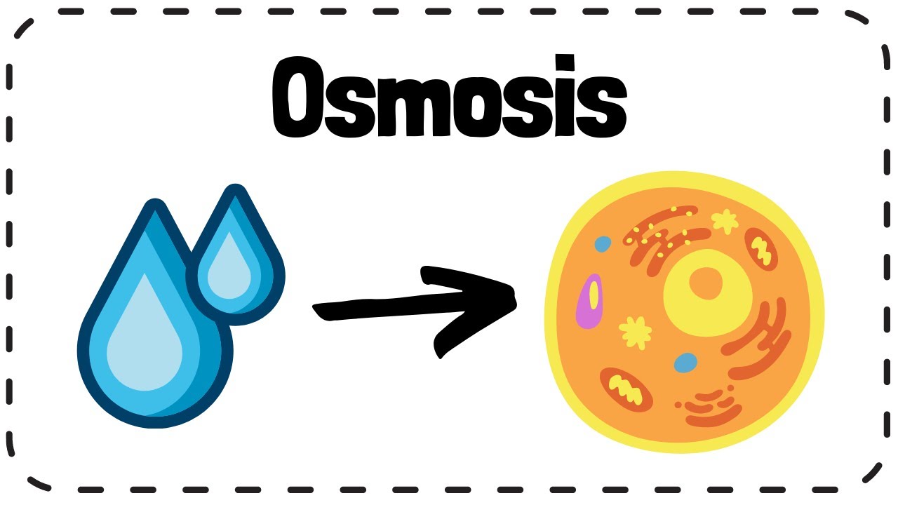 Osmosis - GCSE Biology Revision - YouTube