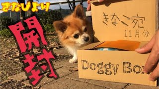 【Doggy  Box】ドギーボックス11月号が届いたので開封の儀