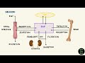 vitamin d physiology calcitriol calcium regulation endocrine physiology biochemistry