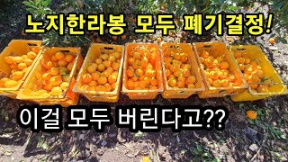 노지한라봉 동해냉해피해 폐기결정 노지한라봉 농사 망했다 홈런농장 청년농부