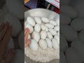 官心你的食衣住行育樂 🥚 2023年6月25日 🍳 台西港鵝蛋 南投 竹山 紫南宮 比臉大 拳頭大 goose eggs 거위 알 しばいぬ white shiba inu meiko 白柴 白豆柴