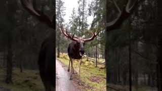 Avez-vous déjà vu un Élan d'aussi près? 🤯🦌