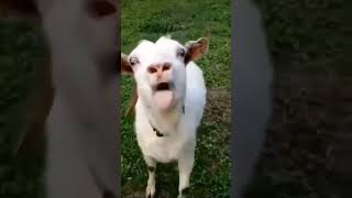 Boo Bakra funny video 🤣// comedy video // #shorts #emotional #funny #comedy #entertainment #viral