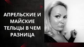 Апрельские и майские Тельцы: в чем разница