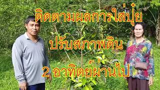 การฟื้นฟูต้นมังคุดที่โทรม