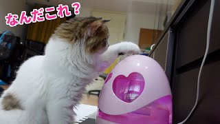 子猫が加湿器の吹出し口を前足で押さえたり離したりする姿がめちゃめちゃかわいいので見てみてください 笑