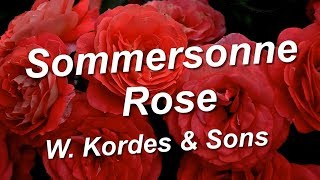 Sommersonne Rose W. Kordes \u0026 Sons