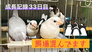 十姉妹のヒナ成長記録【33日目】