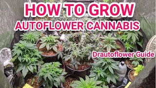 VIGOROUS GROWTH IN AUTOFLOWERS - WEEK 3 TO 4 GUIDE AND INFORMATION