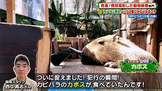 カメラは見た！いつの間にかなくなるエサ ［神戸どうぶつ王国］『ZOO-1グランプリ』11/30(火)【TBS】