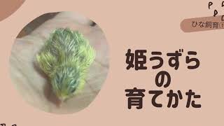 姫うずらの育て方①ひよこの時の飼い方