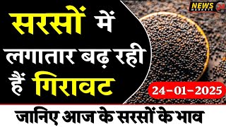 सरसो में लगातार बढ़ रही है गिरावट ! || 24 January 2025 आज का सरसों का रेट || NewsMarkets24