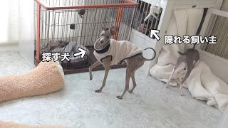 犬とかくれんぼしたら探す姿が可愛すぎていかんwww【イタグレ】