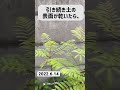 【ジャカランダ】今年も開花せず😭 shorts