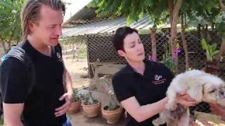 Impressie Stichting Project Street Dogs Thailand