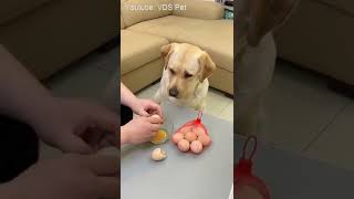 Funniest & Cutest Labrador dog Funny dog Videos