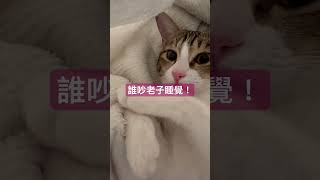 起床重睡 #貓咪 #cat #可愛 #cutecat #貓咪日常 #貓咪睡覺