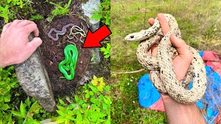 Finding Snakes Under Cover! - Flipping Compilation 2024