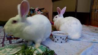 Anthony Hopkins and Rascals eating some greens