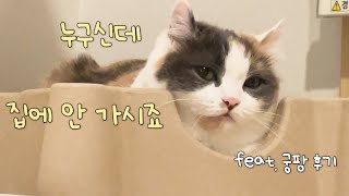 The cat that glared at the guest that didn’t want to go home | The GDPP Cat Festa!