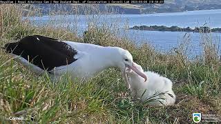 (08.03.2023) Альбатрос. Мама L прилетела - Albatross. Mom L has arrived