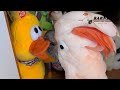 Barney finally noticed Yellow Duck! Extra Bonus Length video! 🐥🐝🦖🧡