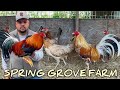 Best Quality Material Breeding - SPRING GROVE FARM, California - Big Farm