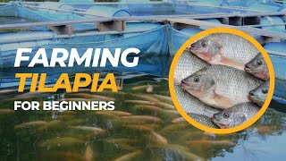 Tilapia Farming For Beginners - Farm with Tilapia