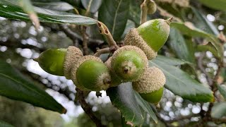 Quercus ilex - Holm Oak