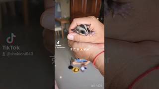 ひょっこりすたぁ🐹　#sugarglider #pets #Cuteanimal#モモンガのいる日常 #かわいい動物 #癒し #ペット #小動物 #ひょっこり#　