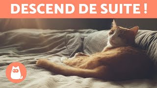 Comment faire pour EMPÊCHER un chat de MONTER SUR les MEUBLES 🪑❌🐈