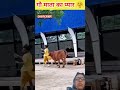 गौ माता का प्यार aniruddhacharyajimaharaj shotrs