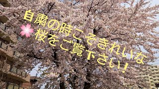 札幌白石サイクリングロード🚵‍♀🌸桜満開一部