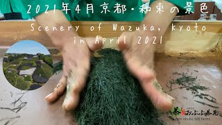 Wazuka Kyoto Shincha Hand Picking and Hand Rolling　新茶　手摘み\u0026手揉み　和束茶手揉技術保存会2021 　京都・お茶どころ和束の4月の季節の動画