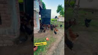 कमाल कर दिया स्मार्ट मुर्गी पालन poultry farming  by smart farmer 👩‍🌾 #shorts
