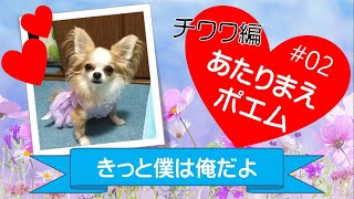 【第２弾】あたりまえポエム・チワワ編【紅ちゃんVlog】