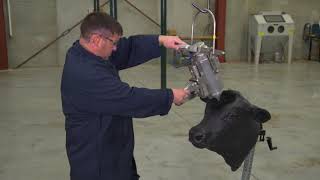 Jarvis USSS-21 -  Placement on Cow Steer