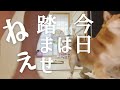 【柴犬こむぎ】混じり合う２つの危険！？あるじのステップ封印を目論んだ日の三浦海岸ジブリ【あるじのステップ】