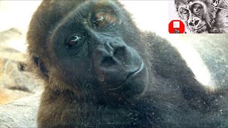 ゲンキはしがみついてミルク飲むキンタロウを運ぶGenki carries heavy Kintaro clinging to her and drinks milk【京都市動物園2022/6/2撮影