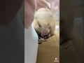 【貴重】ハムスターあくびの瞬間🐹キンクマ cute hamster yawning and...