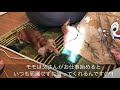 ミニチュアダックスフンド　父さんのお仕事終わるのが待ちきれないモモさん ≧∀≦ miniaturedachshund dachshund