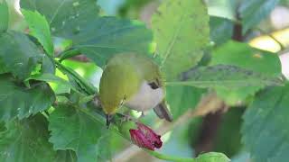 #Swinhoe’swhiteeye #斯氏繡眼 #綠繡眼 吃蟲子？ 2025/02/15 #巴克禮公園