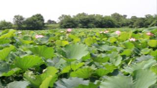 木曽三川公園　アクアワールド水郷パークセンター