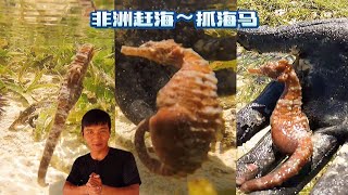 《环球探海记》坦桑尼亚~第28天：今天带着一只流浪狗去赶海，居然让我抓到了海马！